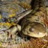 Codename Salamander